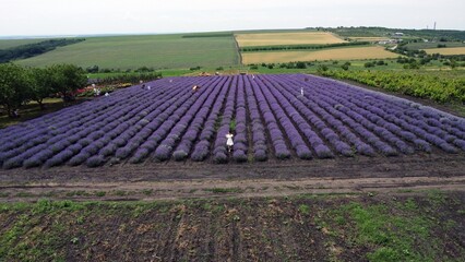 Lavender filed