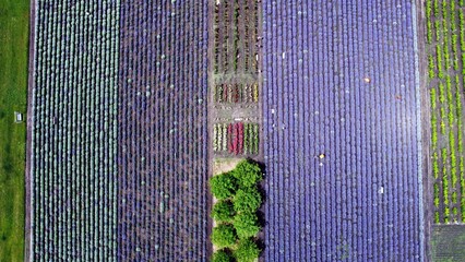 Lavender filed