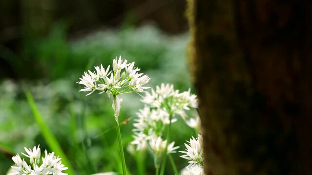 A British woodland reveal of wild garlic plants from behind a tree