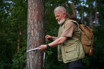 Medium shot of senior Caucasian mature forester measuring size of tree trunk at work, copy space