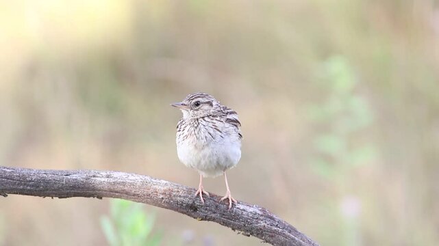 Woodlark, Lullula arborea. A bird fluffs its feathers, sings, then flies away