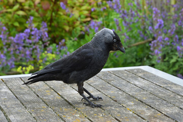 Bold Jackdaw  pick up crumbs  from picnic table