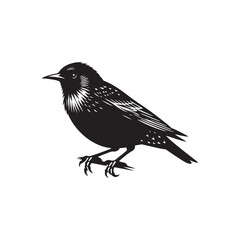 Starling Bird Vector Silhouette - Starling Bird Design - Starling Bird Illustration.