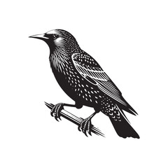 Starling Bird Vector Silhouette - Starling Bird Design - Starling Bird Illustration.
