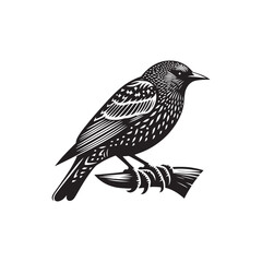 Starling Bird Vector Silhouette - Starling Bird Design - Starling Bird Illustration.
