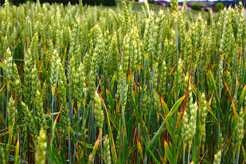 Obraz premium Wheata genus of herbaceous, mostly annual, plants of the Poaceae family.