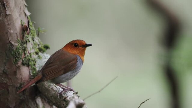 森の中で枝に留まっているコマドリの雄。さえずり。