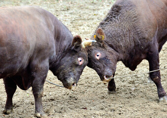 日本の山奥で行われている闘牛