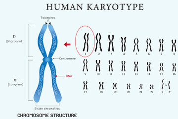 Human karyotype and chromosome structure
