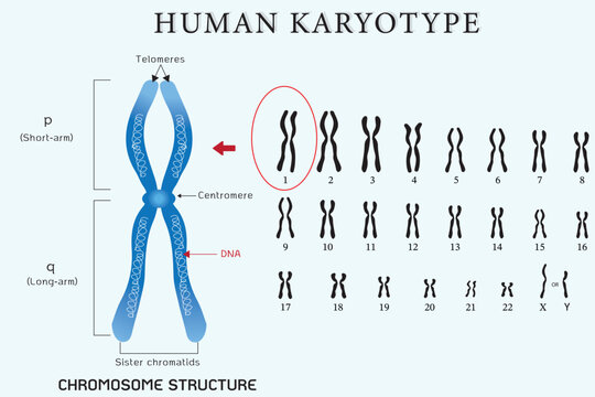 Human karyotype and chromosome structure