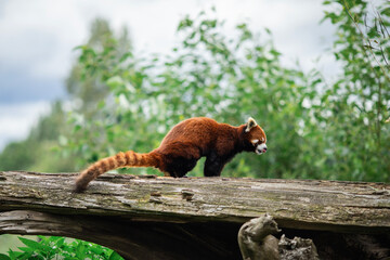 Red Panda