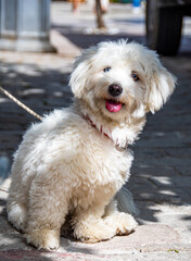 A exceptionally beautiful Bishon Frise dog with one pale blue eye. The dog looks to camera in a curious pose whilst sitting in dappled in sunlight. 