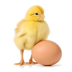 An easter fluffy yellow chick standing next to a brown egg with copy space
