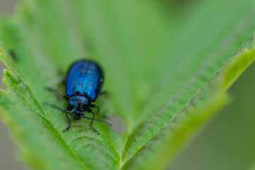 A small black and blue beetle sitting on a leaf