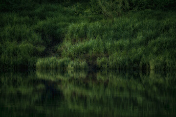 The shore at dusk, covered with soft green grass