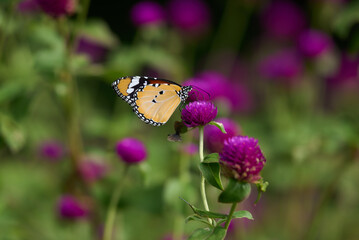 Plain tiger, African queen, African monarch butterfly or Danaus chrysippus on globe amaranth flower, Bhagalpur, Bihar, India