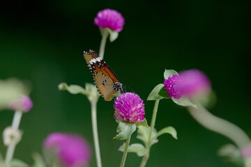 Plain tiger, African queen, African monarch butterfly or Danaus chrysippus on globe amaranth flower, Bhagalpur, Bihar, India