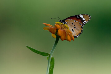 Danaus chrysippus, plain tiger, African queen, or African monarch butterfly on flower, Bhagalpur, Bihar, India