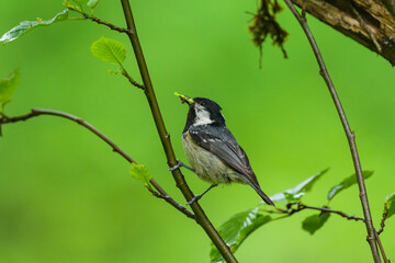 A coal tit sitting on a small twig
