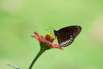 Euploea core, common crow is a butterfly found in South Asia to Australia. In India it is also sometimes referred to as the common Indian crow, and in Australia as the Australian crow. It belongs to t