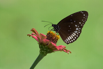 Euploea core, common crow is a butterfly found in South Asia to Australia. In India it is also sometimes referred to as the common Indian crow, and in Australia as the Australian crow.