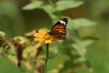Danaus chrysippus, plain tiger, African queen, or African monarch butterfly on flower, Bhagalpur, Bihar, India