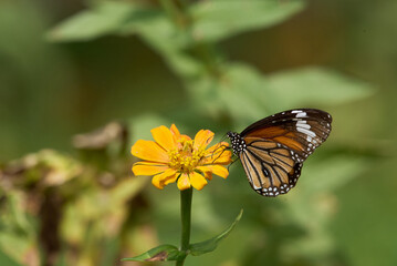 Striped tiger in India to differentiate it from the equally common plain tiger, Danaus chrysippus.