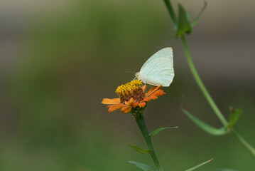 Catopsilia pyranthe, the mottled emigrant, is a butterfly of the family Pieridae found in south Asia, southeast Asia, and parts of Australia.
Shot in Bhagalpur, Bihar, India