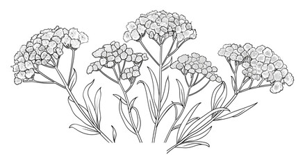 Cartoon yarrow flower, outlined for coloring, on a white background.