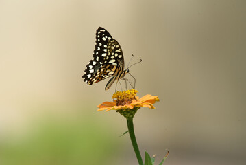 Papilio demoleus is a common and widespread swallowtail butterfly. The butterfly is also known as the lime butterfly, lemon butterfly, lime swallowtail, and chequered swallowtail. 