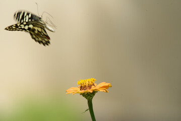 Papilio demoleus is a common and widespread swallowtail butterfly. The butterfly is also known as the lime butterfly, lemon butterfly, lime swallowtail, and chequered swallowtail. 