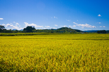 Golden Rice Paddies near Oirase stream in Towada area, Aomori, Tohoku, Japan.