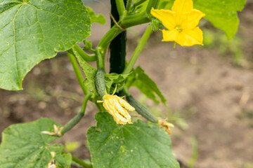 Einlegegurke mit Blüte im Garten