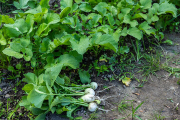 im Hausgarten frisch geerntete weiße Rettich