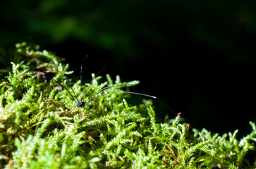 The nature trails at Oirase stream in summer, Towada national park, Aomori prefecture, Japan.