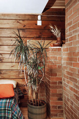 Beautiful green dracaena in room. Element of interior design