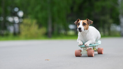 Jack Russell Terrier dog rides a penny board in the park. 