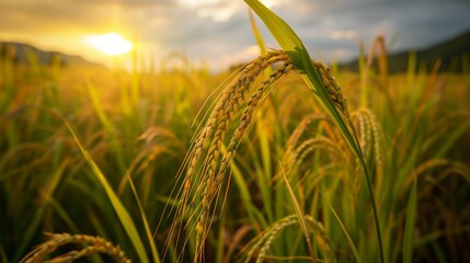 ear of paddy in rice field