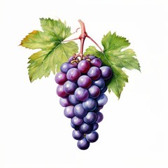 A grape watercolor illustration on white background.