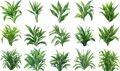 VEGETABLES SET IN COLOR STYLE, PANDAN LEAVES SET IN COLOR STYLE