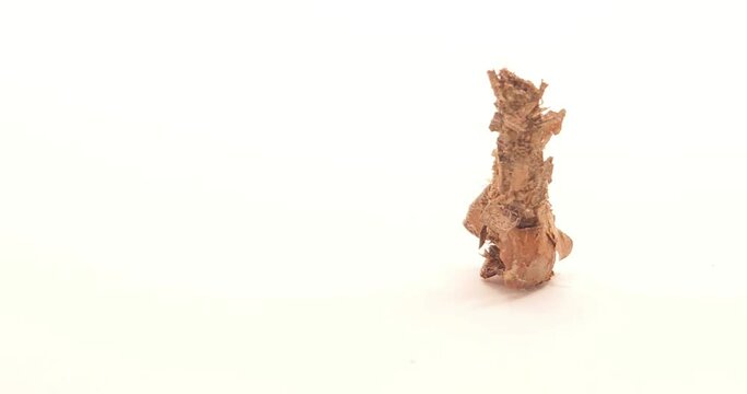Bagworm moth isolated
