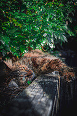 maincoon ginger Gattigrams 
Ginger 
TabbyCat
MaineCoon
ShortHair 
LongHair
Orange
Black
White
Gigi
Bea
Cats
Gatti
Carini
Pelosi
Coccolosi
Felini
Mici
Kittycat
Playful
Curious
Cuddly
Sleeping
Funny
Exo