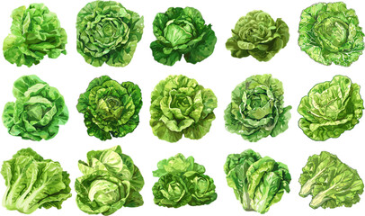 Fototapeta premium VEGETABLES SET IN COLOR STYLE, LETTUCE SET IN COLOR STYLE
