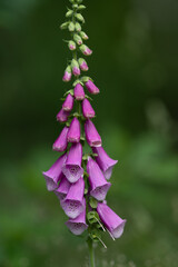 Foxglove or Digitalis purpurea in a green field.