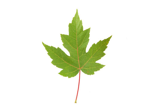 green maple leaf isolated on white background.