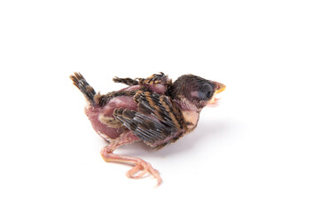 a baby bird isolated on white background.