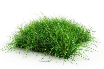 Fototapeta premium A close-up shot of a pile of lush green grass on a white background