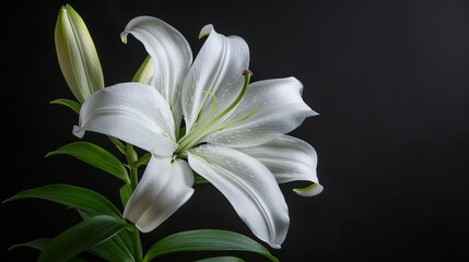 A single white lily against a dark background The flower is in full bloom