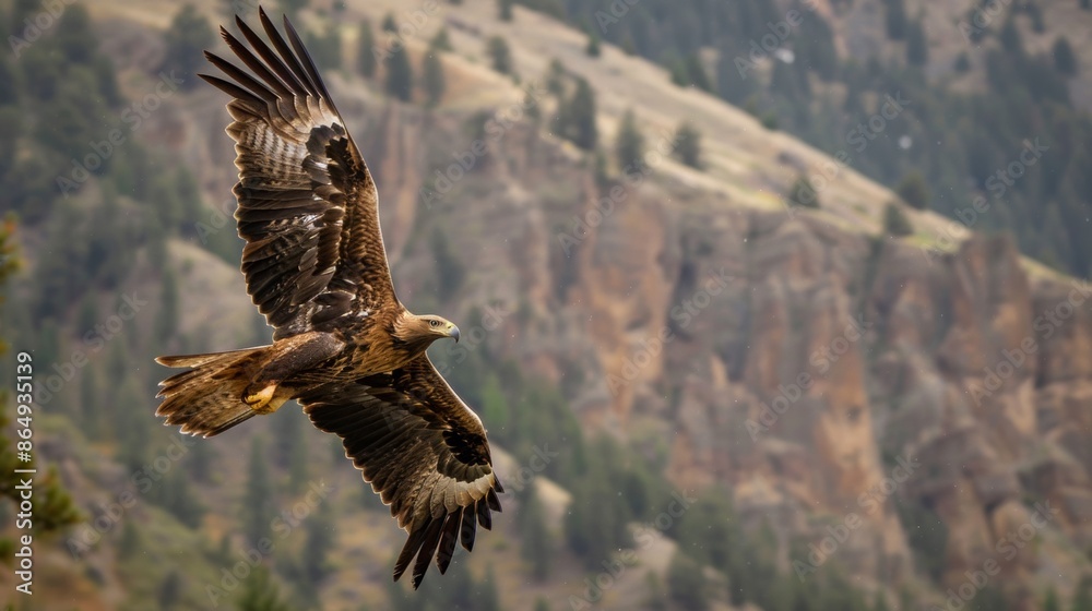 Poster Golden Eagle Hunting in the Mountains 