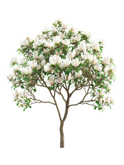 Naklejka premium Magnolia Tree in Full Bloom